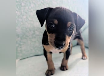 Zuckersüßer AQUILES-verschmuster, verspielter Bub sucht liebevolle Für-immer-Familie