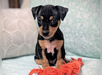 Zuckersüßer AQUILES-verschmuster, verspielter Bub sucht liebevolle Für-immer-Familie