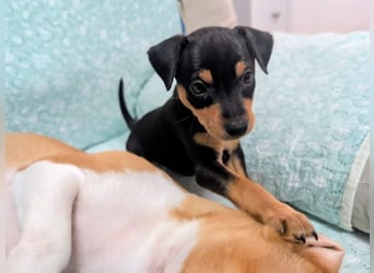 Zuckersüße HELENA- sucht ihre liebevolle Für-immer-Familie