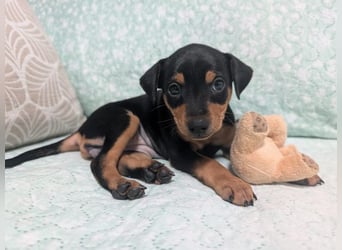 Zuckersüße HELENA- sucht ihre liebevolle Für-immer-Familie