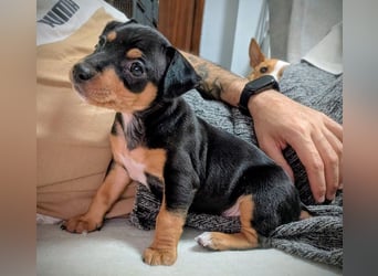 Zuckersüßer AQUILES-verschmuster, verspielter Bub sucht liebevolle Für-immer-Familie