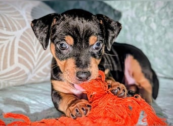 Zuckersüßer AQUILES-verschmuster, verspielter Bub sucht liebevolle Für-immer-Familie