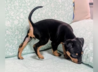 Zuckersüße HELENA- sucht ihre liebevolle Für-immer-Familie