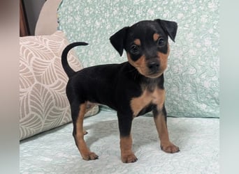 Zuckersüße HELENA- sucht ihre liebevolle Für-immer-Familie