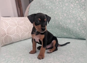 Zuckersüßer AQUILES-verschmuster, verspielter Bub sucht liebevolle Für-immer-Familie