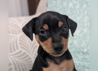 Zuckersüße HELENA- sucht ihre liebevolle Für-immer-Familie