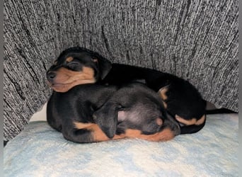 Zuckersüßer AQUILES-verschmuster, verspielter Bub sucht liebevolle Für-immer-Familie