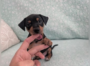 Zuckersüßer AQUILES-verschmuster, verspielter Bub sucht liebevolle Für-immer-Familie