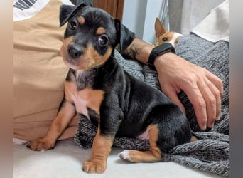 Zuckersüßer AQUILES-verschmuster, verspielter Bub sucht liebevolle Für-immer-Familie