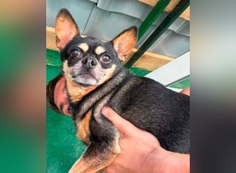 POMCHO  der kleine Mann sucht  ein neues Zuhause