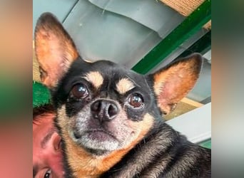 POMCHO  der kleine Mann sucht  ein neues Zuhause