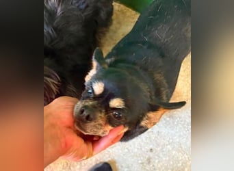 POMCHO  der kleine Mann sucht  ein neues Zuhause