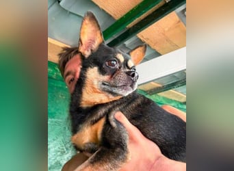 POMCHO  der kleine Mann sucht  ein neues Zuhause