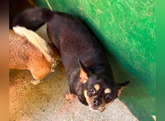 POMCHO  der kleine Mann sucht  ein neues Zuhause