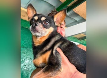 POMCHO  der kleine Mann sucht  ein neues Zuhause