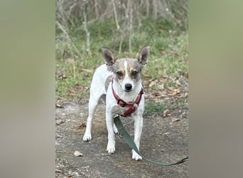 Zarte Lori sucht ihre Menschen