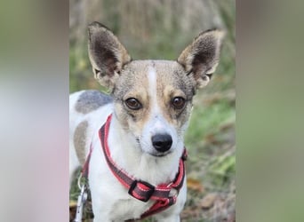 Zarte Lori sucht ihre Menschen