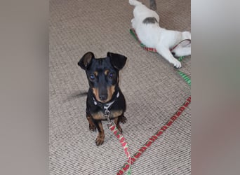 Junghund Pinscher Mix Jumbo möchte Rumänien verlassen