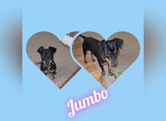 Junghund Pinscher Mix Jumbo möchte Rumänien verlassen