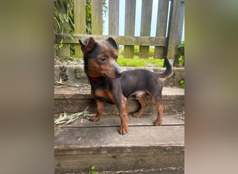 Aufgeschlossener Hix wartet in Portugal auf unserem Tierschutzhof!