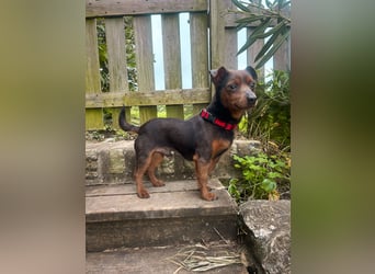 Aufgeschlossener Hix wartet in Portugal auf unserem Tierschutzhof!