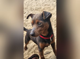 Aufgeschlossener Hix wartet in Portugal auf unserem Tierschutzhof!