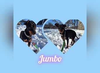 Junghund Pinscher Mix Jumbo möchte Rumänien verlassen