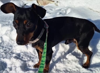 Junghund Pinscher Mix Jumbo möchte Rumänien verlassen