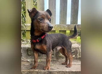 Aufgeschlossener Hix wartet in Portugal auf unserem Tierschutzhof!