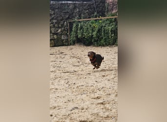 Aufgeschlossener Hix wartet in Portugal auf unserem Tierschutzhof!