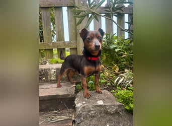 Aufgeschlossener Hix wartet in Portugal auf unserem Tierschutzhof!