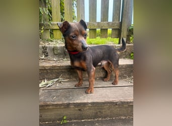 Aufgeschlossener Hix wartet in Portugal auf unserem Tierschutzhof!