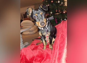 Junghund Pinscher Mix Jumbo möchte Rumänien verlassen