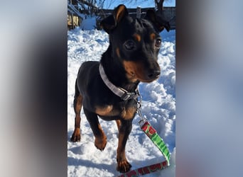 Junghund Pinscher Mix Jumbo möchte Rumänien verlassen