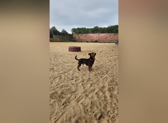 Aufgeschlossener Hix wartet in Portugal auf unserem Tierschutzhof!