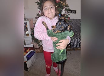 Junghund Pinscher Mix Jumbo möchte Rumänien verlassen