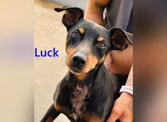 Luck geb. 07/2021 (ESP) - menschenbezogener, kleiner Pinscher-Mix!