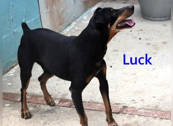 Luck geb. 07/2021 (ESP) - menschenbezogener, kleiner Pinscher-Mix!