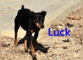Luck geb. 07/2021 (ESP) - menschenbezogener, kleiner Pinscher-Mix!