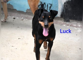 Luck geb. 07/2021 (ESP) - menschenbezogener, kleiner Pinscher-Mix!