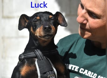 Luck geb. 07/2021 (ESP) - menschenbezogener, kleiner Pinscher-Mix!