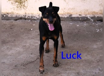 Luck geb. 07/2021 (ESP) - menschenbezogener, kleiner Pinscher-Mix!