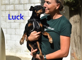 Luck geb. 07/2021 (ESP) - menschenbezogener, kleiner Pinscher-Mix!