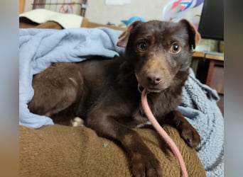 Lora eine ängstliche Mini-Hündin