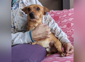 Sammy sucht ein liebevolles Zuhause