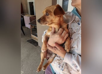 Sammy sucht ein liebevolles Zuhause