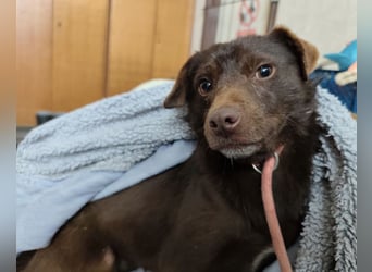 Lora eine ängstliche Mini-Hündin