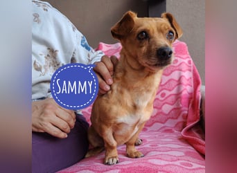 Sammy sucht ein liebevolles Zuhause