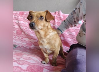 Sammy sucht ein liebevolles Zuhause