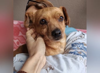 Sammy sucht ein liebevolles Zuhause